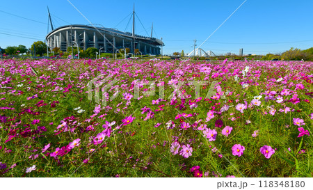 豊田スタジアムと満開のコスモス畑 豊田スタジアムと満開のコスモス畑 118348180