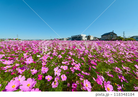 満開に咲き誇った　コスモス畑 118348184