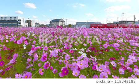 満開のコスモス畑と名鉄電車　花と鉄道 118348185