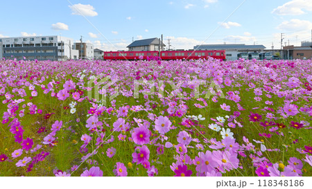 満開のコスモス畑と名鉄電車　花と鉄道 118348186