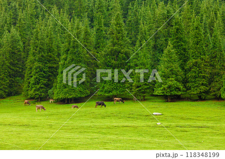 few free-range grass-fed cows are grazing near spruce forest at the mountain hills at rainy summer day 118348199