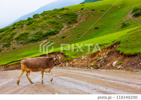 yellow free-range cow crossing dirt road in the mountain hills at rainy summer day yellow free-range cow crossing dirt road in the mountain hills at rainy summer day 118348200
