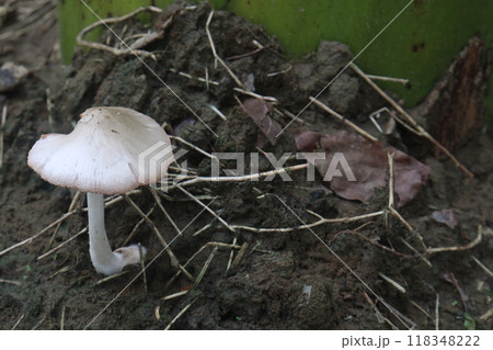 Volvariella bombycina on jungle its a edible mushroom 118348222