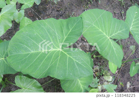 Xanthosoma sagittifolium plant on farm Xanthosoma sagittifolium plant on farm 118348225