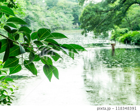 夏の水辺の景色　 118348391