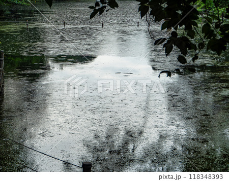 夏の水辺の景色 夕立 夏の水辺の景色 夕立 118348393