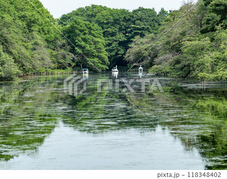 夏の水辺の景色　 118348402