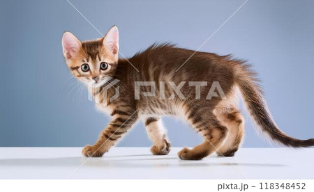 振り向く子猫 振り向く子猫 118348452