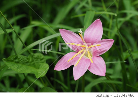 さふらんもどきのピンクの花 さふらんもどきのピンクの花 118348460
