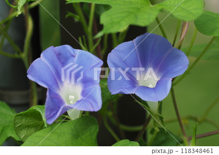 青色の朝顔の花二輪 118348461