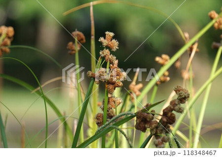 フトイの花穂・2024年㋇　 118348467