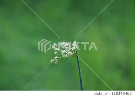 フトイの花穂・2024年㋇　 118348469