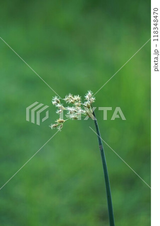 フトイの花穂・2024年㋇　 118348470