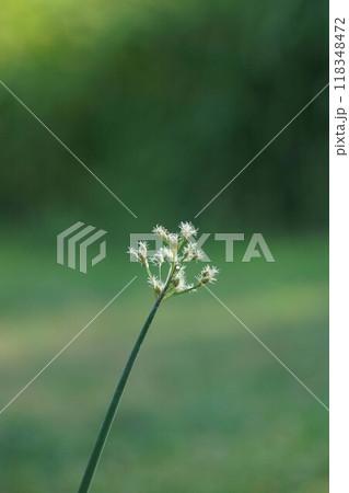 フトイの花穂・2024年㋇　 118348472