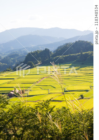 秋の椹平の棚田 118348534