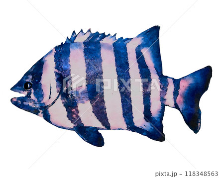 石鯛 石鯛 118348563