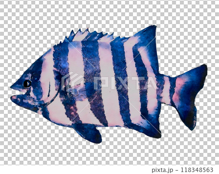 石鯛 石鯛 118348563