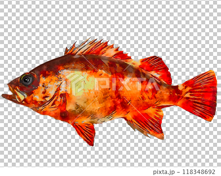 赤メバル 118348692