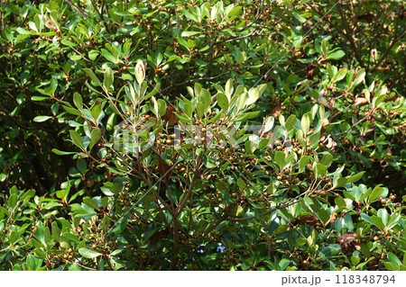 花後すぐのモッコクの実　 118348794