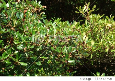 花後すぐのモッコクの実  花後すぐのモッコクの実  118348796