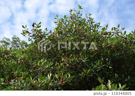 花後すぐのモッコクの実　 118348805