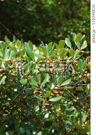 花後すぐのモッコクの実　 118348810
