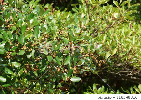 花後すぐのモッコクの実　 118348816