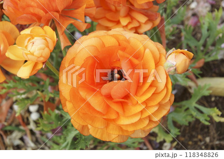 ラナンキュラス 118348826