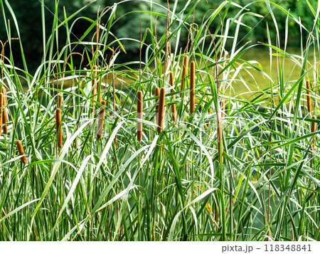 夏の水辺の景色　ガマの穂 118348841