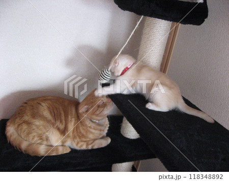 兄猫に絡む子猫 兄猫に絡む子猫 118348892