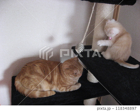 キャットタワー上で遊ぶ猫2匹 キャットタワー上で遊ぶ猫2匹 118348897