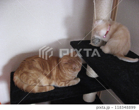 キャットタワー上で暴れる子猫と心配する兄猫 キャットタワー上で暴れる子猫と心配する兄猫 118348899
