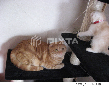 キャットタワー上で遊ぶ猫2匹 キャットタワー上で遊ぶ猫2匹 118348902