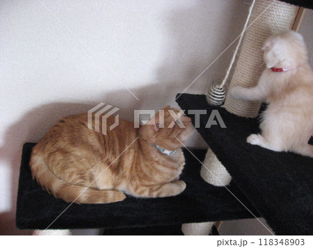暴れ子猫を心配する兄猫 暴れ子猫を心配する兄猫 118348903