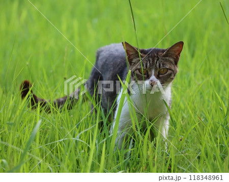 草原で生きる勇敢な野良猫です。 草原で生きる勇敢な野良猫です。 118348961