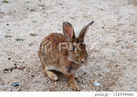 大久野島のウサギ 大久野島のウサギ 118349480