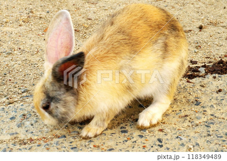大久野島のウサギ 118349489