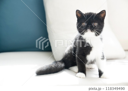 ソファーにのったエキゾチックショートヘアーの猫 118349490