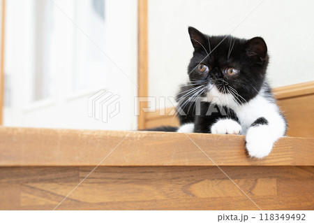 階段の端のエキゾチックショートヘアーの仔猫 118349492