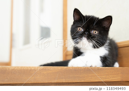 階段の端のエキゾチックショートヘアーの仔猫 118349493