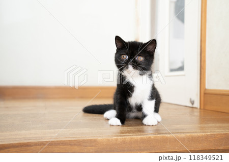 お座りしたエキゾチックショートヘアーの仔猫 お座りしたエキゾチックショートヘアーの仔猫 118349521