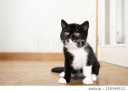 お座りしたエキゾチックショートヘアーの仔猫 お座りしたエキゾチックショートヘアーの仔猫 118349522