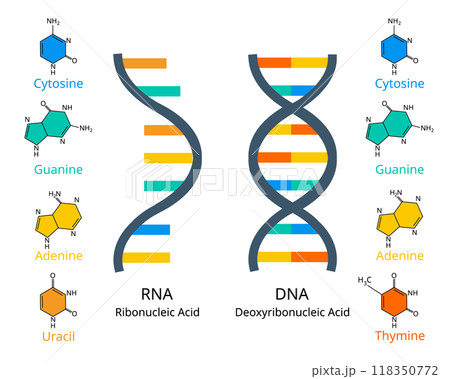 comparison of RNA or ribonucleic acid to DNA or deoxyribonucleic acid comparison of RNA or ribonucleic acid to DNA or deoxyribonucleic acid 118350772