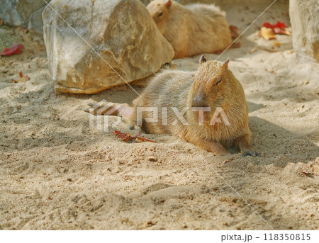 Cute capybara, capybara is sun bathing on the sandy grounds, resting cute full body capybara, animal image in a zoo with space for copy and information. 118350815