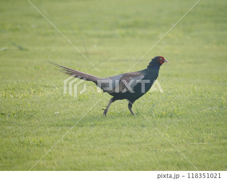 埼玉県川口市の荒川河川敷に生息するキジ 118351021