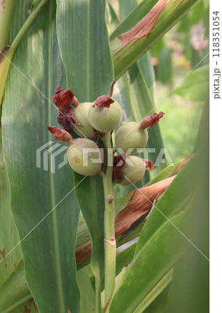 canna lily bud on plant in nursery canna lily bud on plant in nursery 118351054