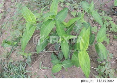 Commelina benghalensis medicinal plant on field Commelina benghalensis medicinal plant on field 118351062