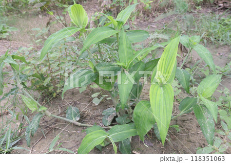 Commelina benghalensis medicinal plant on field Commelina benghalensis medicinal plant on field 118351063
