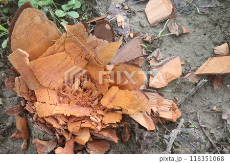 Cut Down Tree Trunk on farm 118351068
