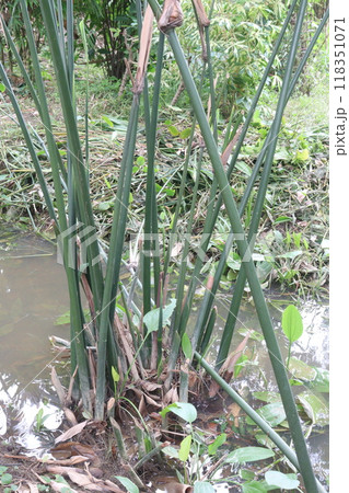 Donax canniformis flower plant on garden Donax canniformis flower plant on garden 118351071